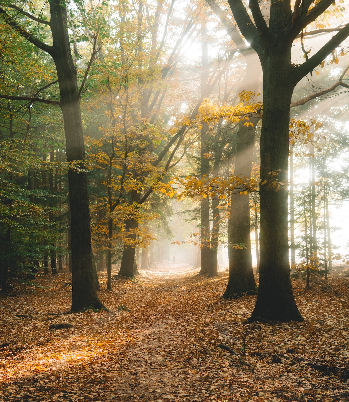 Waldspaziergang 1